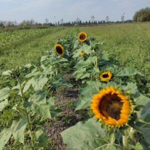 Zonnebloem Lutkemeerpolder