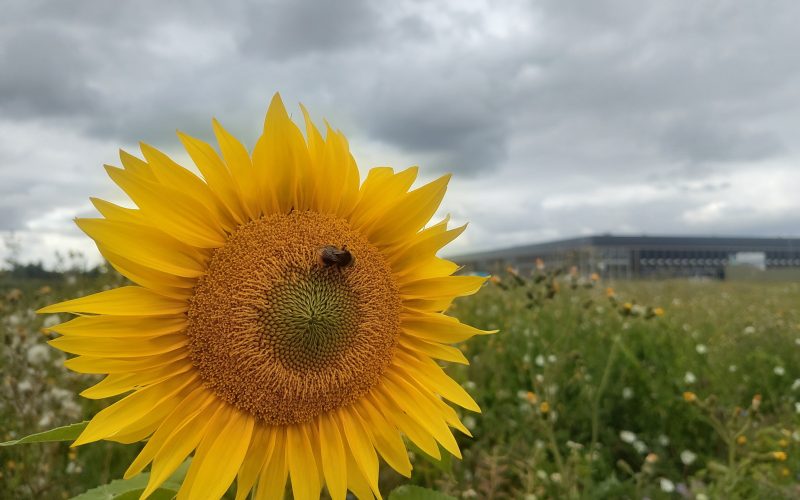 zonnebloem-lutkemeer-bestemmingsplan